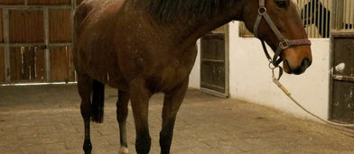 Safkan İngiliz kısrağı ile tayı satışa çıkıyor