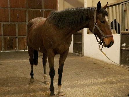 Safkan İngiliz kısrağı ile tayı satışa çıkıyor