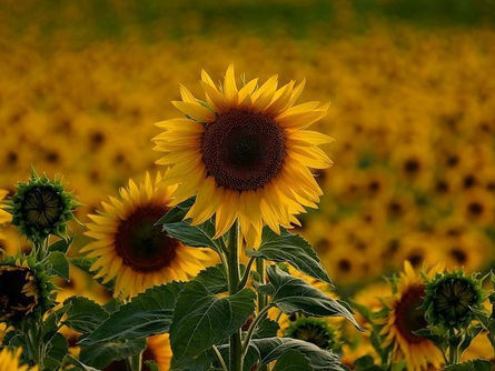 “Tarife kontenjanı çiftçinin ürününe değer kattı”