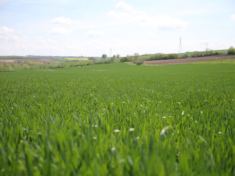Buğdayda verim beklentisi yükseldi