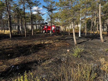 Waldorf Çamlığında yangın