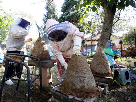 Sepette organik bal!