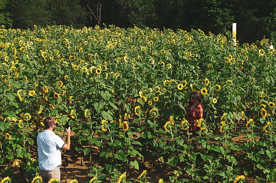 resized_couple in sunflower field taking