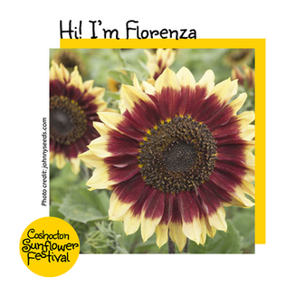 Hi I'm Sunflower Template_Florenza.png
