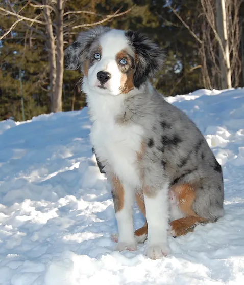 australian shepherd california mini aussie miniature australian shepherd puppies montana california australian shepherd california mini aussie miniature australian shepherd puppies montana california