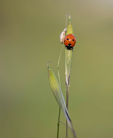 פרת משה רבנו על שיבולת שועל