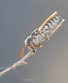 דבורה יחידנית