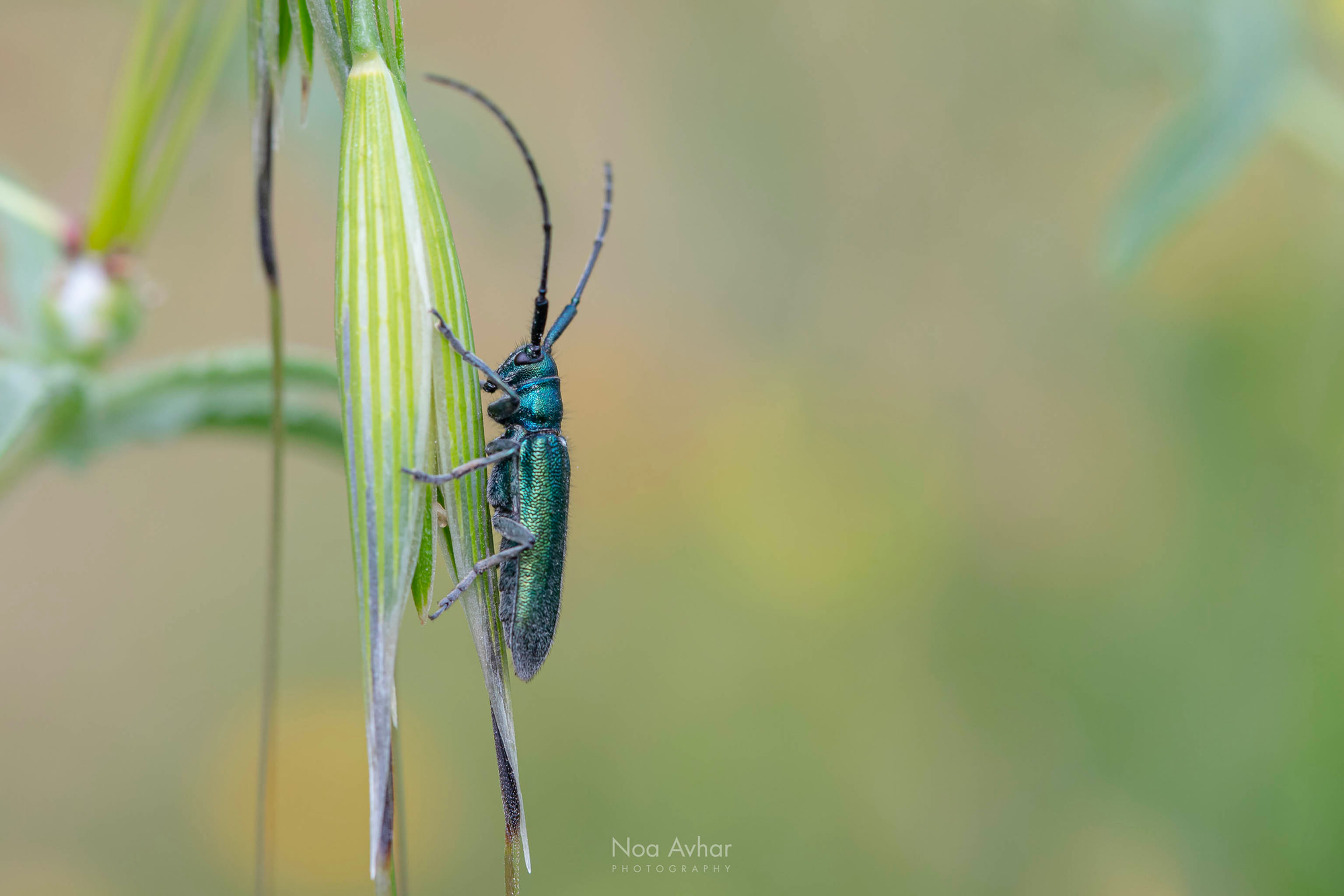 יקרונית החריע על שבולת שועל