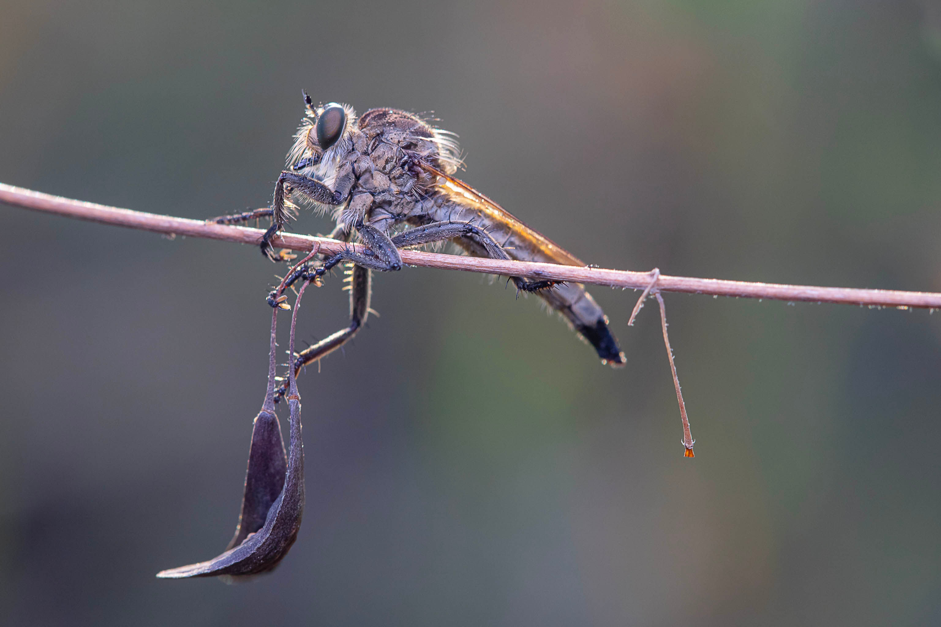 זבוב טורף באור הזריחה