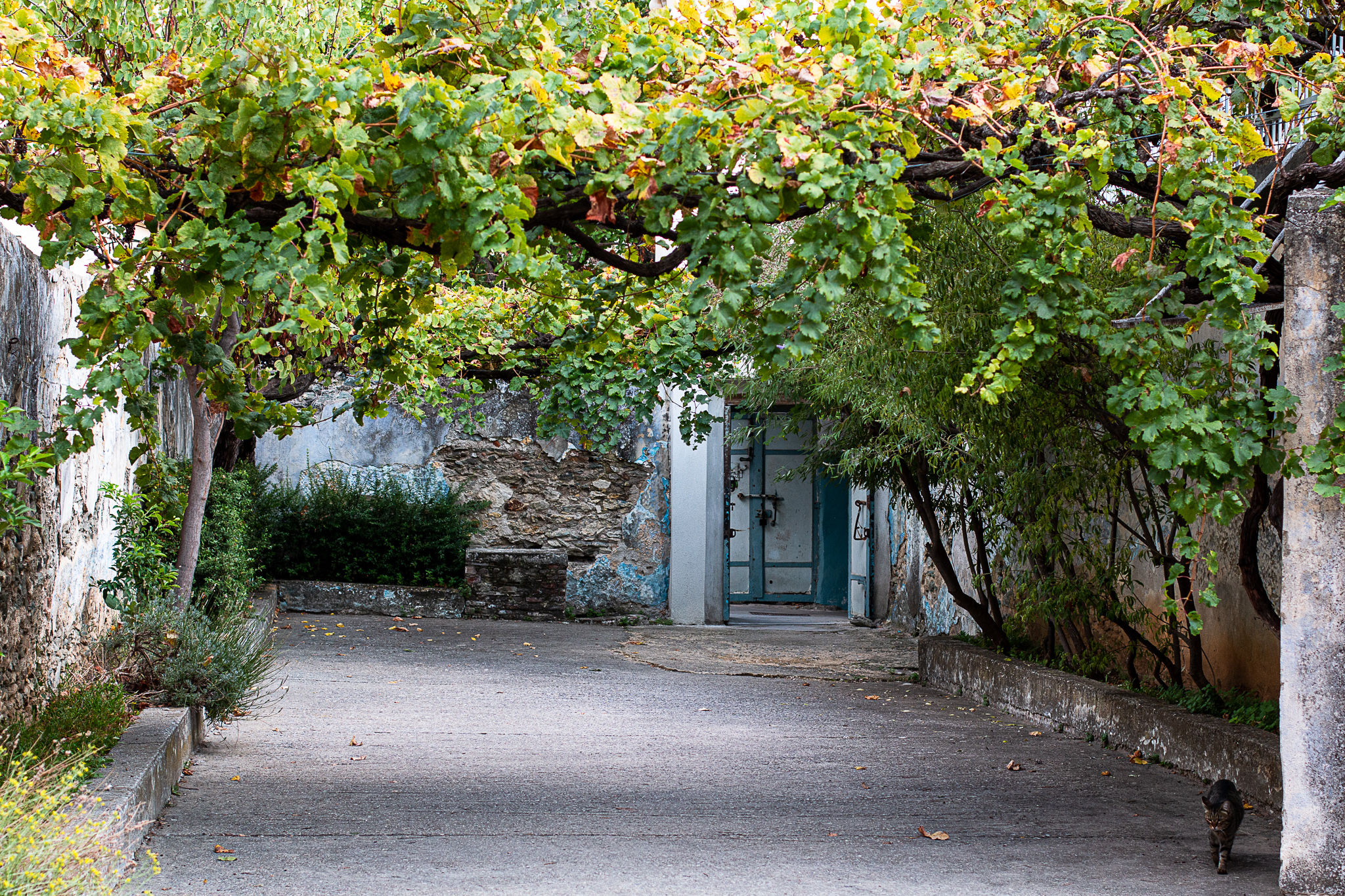 שיח גפן בחצר