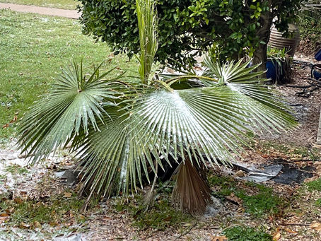 Feb. 11th - The Day Texas Froze Over 🧊