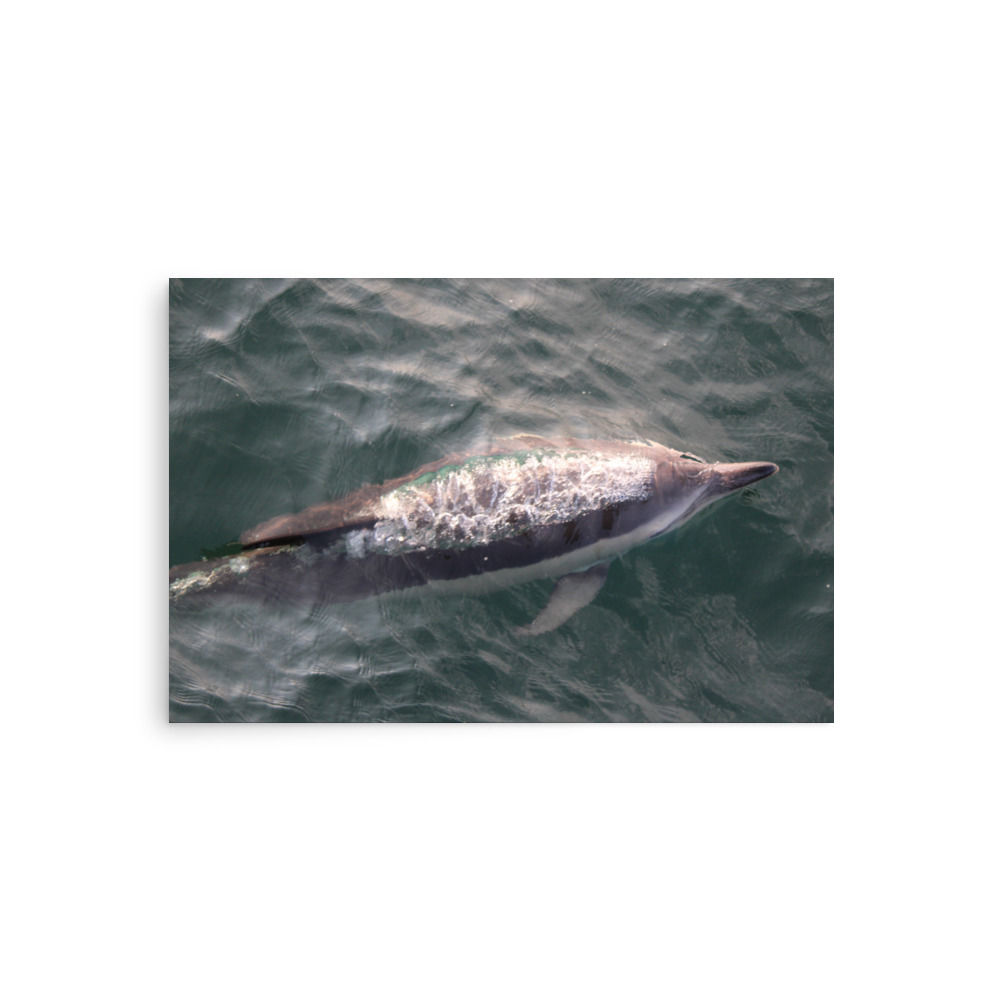 Fastest Dolphin in the World: Short-beaked Common Dolphin