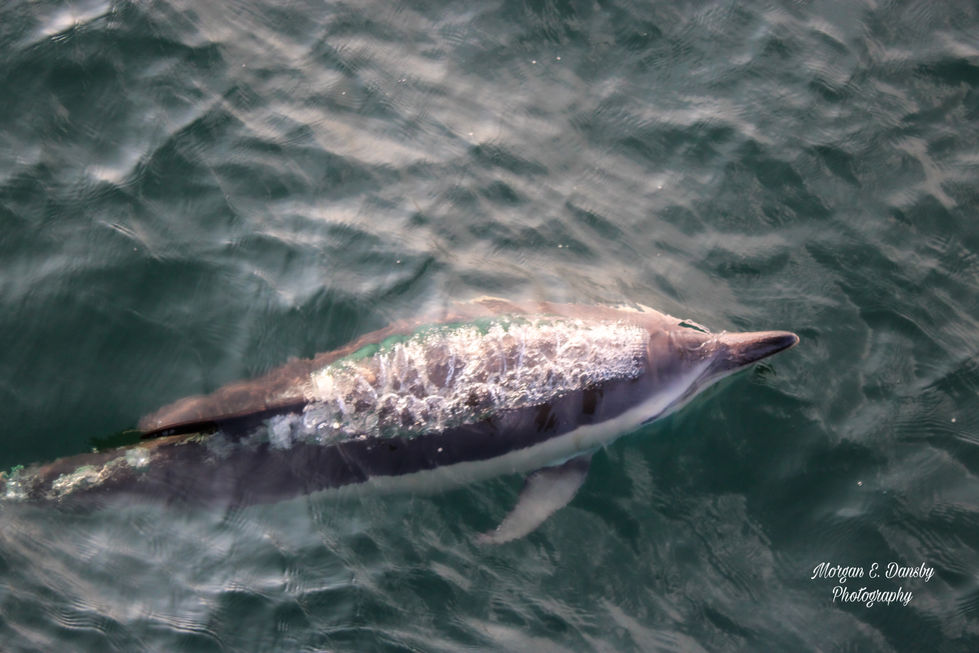 shortbeakedcommondolphinsurfacing_Rhodeislandsummer