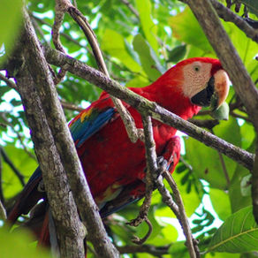 Magic in the Trees: The Scarlet Macaw of Costa Rica — Threats, Triumphs, and a Path Forward
