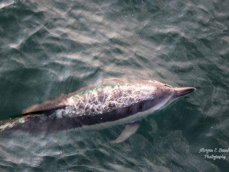 Crossing through a short-beaked common dolphin feeding area in the northwest Atlantic Ocean