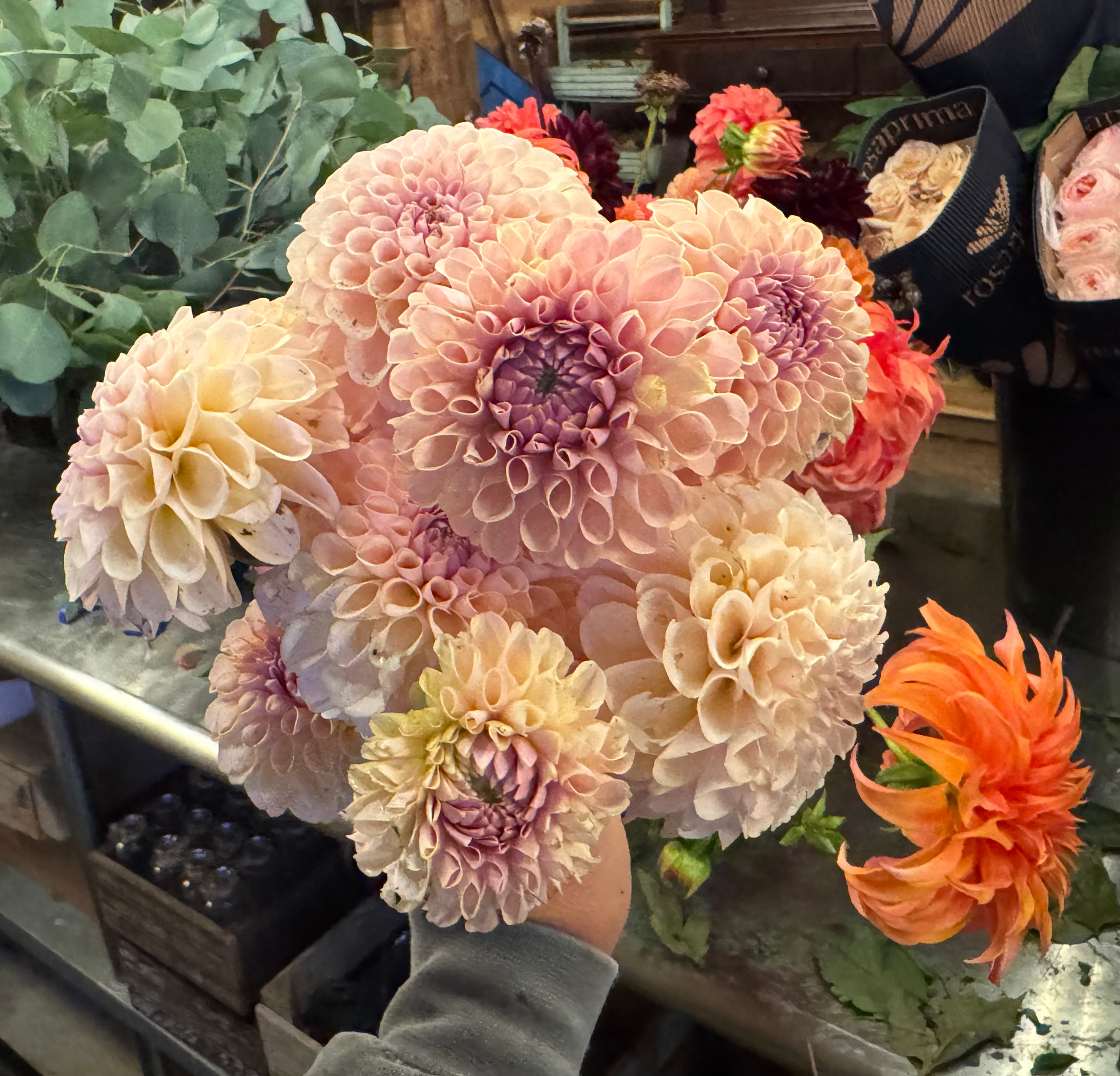 Cinder Rose - Limit1