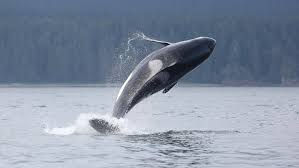 Helping to Protect the Southern Resident Killer Whale.