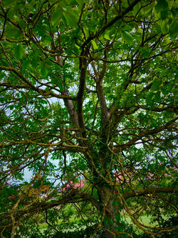 GesundheitsArcana_Treffpunkt.j