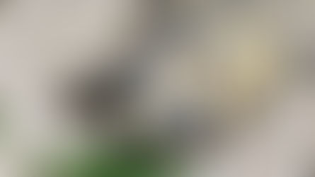 De nouvelles pensionnaires à l'hôtel !