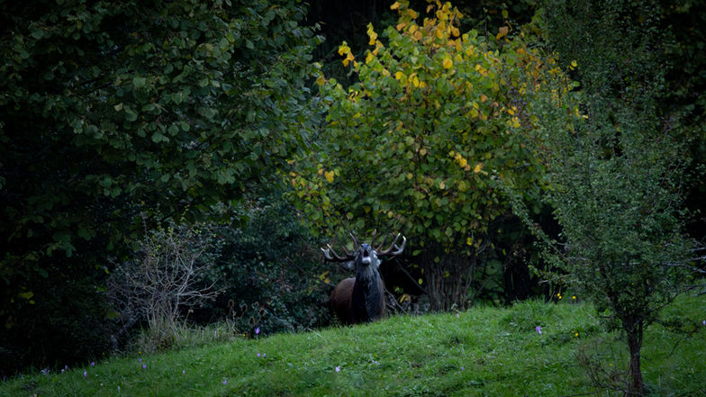 Ambiance en Chartreuse pendant le brame du cerf