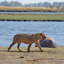 1735034660270_Bakwena-Lodge-Aug-2024-(139).JPG