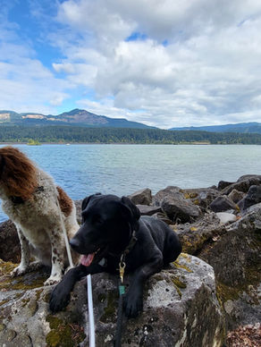 Dogs at Marine Park, Cascade Locks