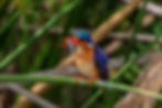 ree