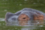 ree