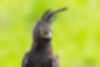 ree