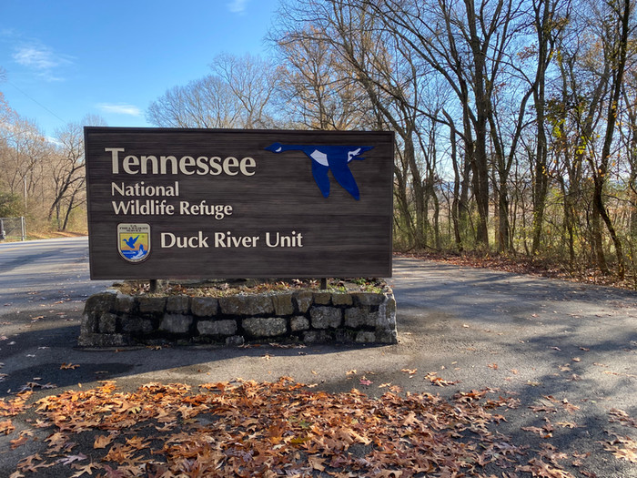 GEESE! part 1: Tennessee NWR