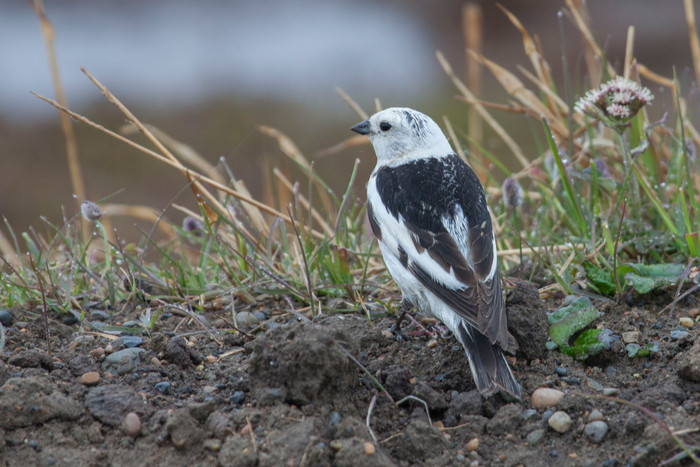 North Slope birding
