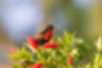 ree