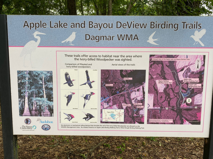 Hunting Ivory-billed Woodpeckers Along the Cache River (fifteen years too late)