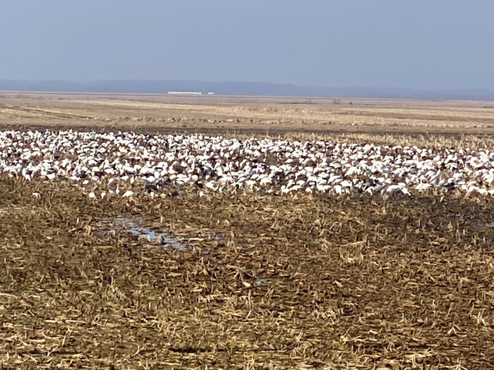 GEESE! Part 3. Final Leg