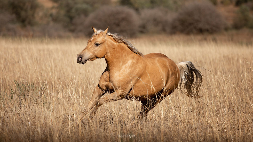 3.- SF Shona 230124Pedrera.QH.SFShona17.jpg