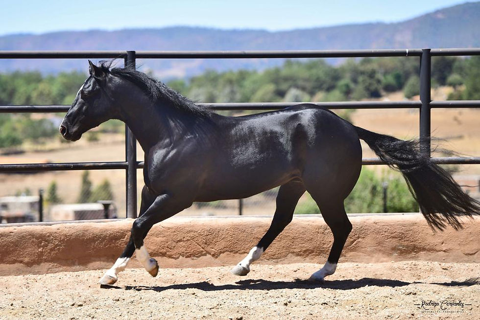 6477df505e6a432b96cc4bec_Pinguino 9.jpeg