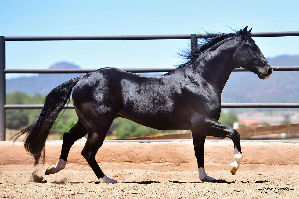 6477df4f9b59316b275eecd1_Pinguino 7.jpeg