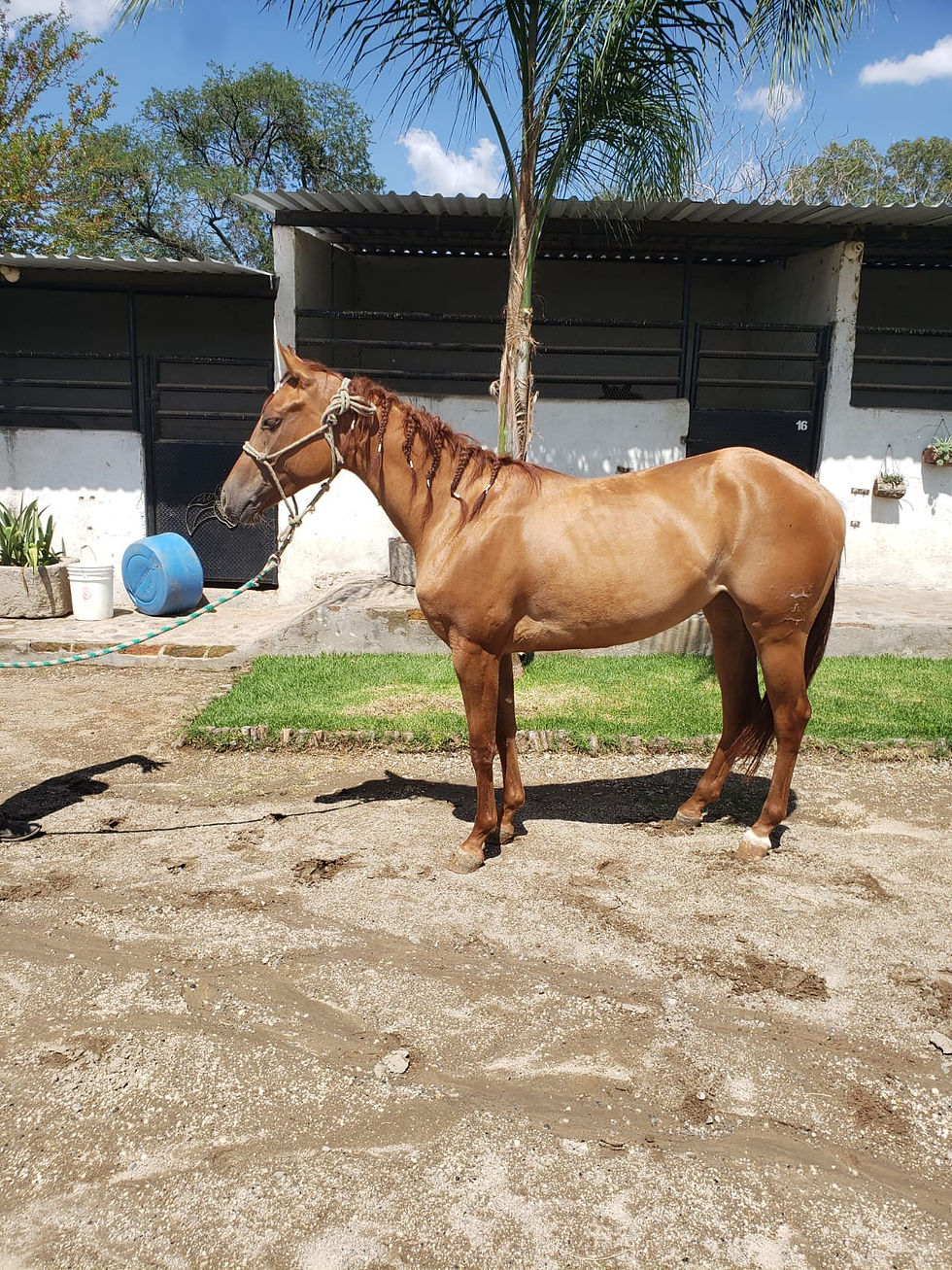 Tsr Wimpy Ms Oleana 1.jpeg