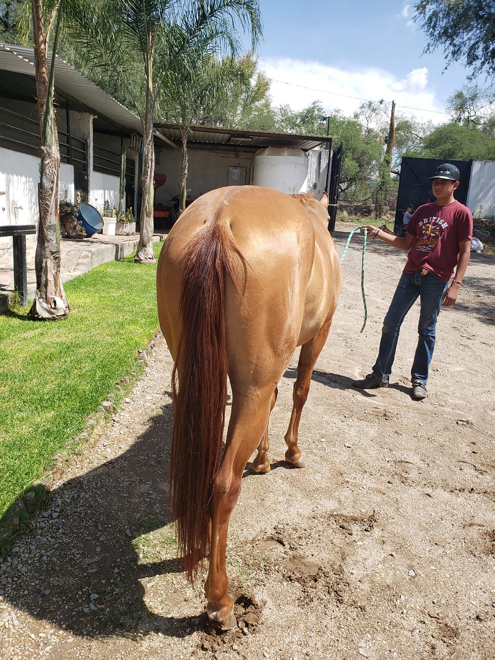 Tsr Wimpy Ms Oleana 3.jpeg