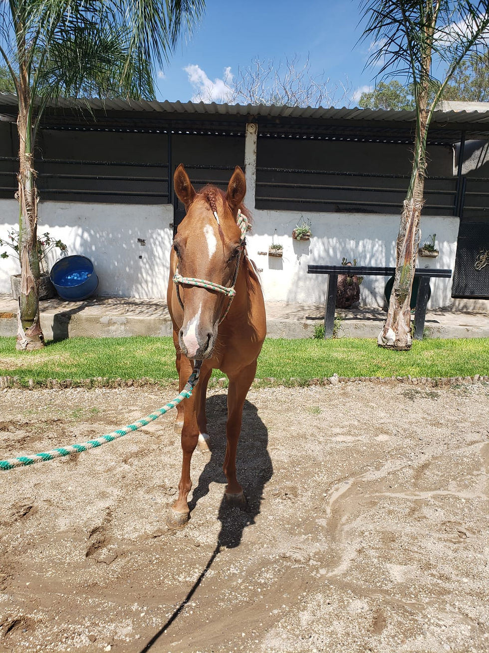 Tsr Wimpy Ms Oleana 4.jpeg