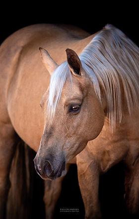 Palomino