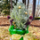 Thumbnail: Holiday Plants