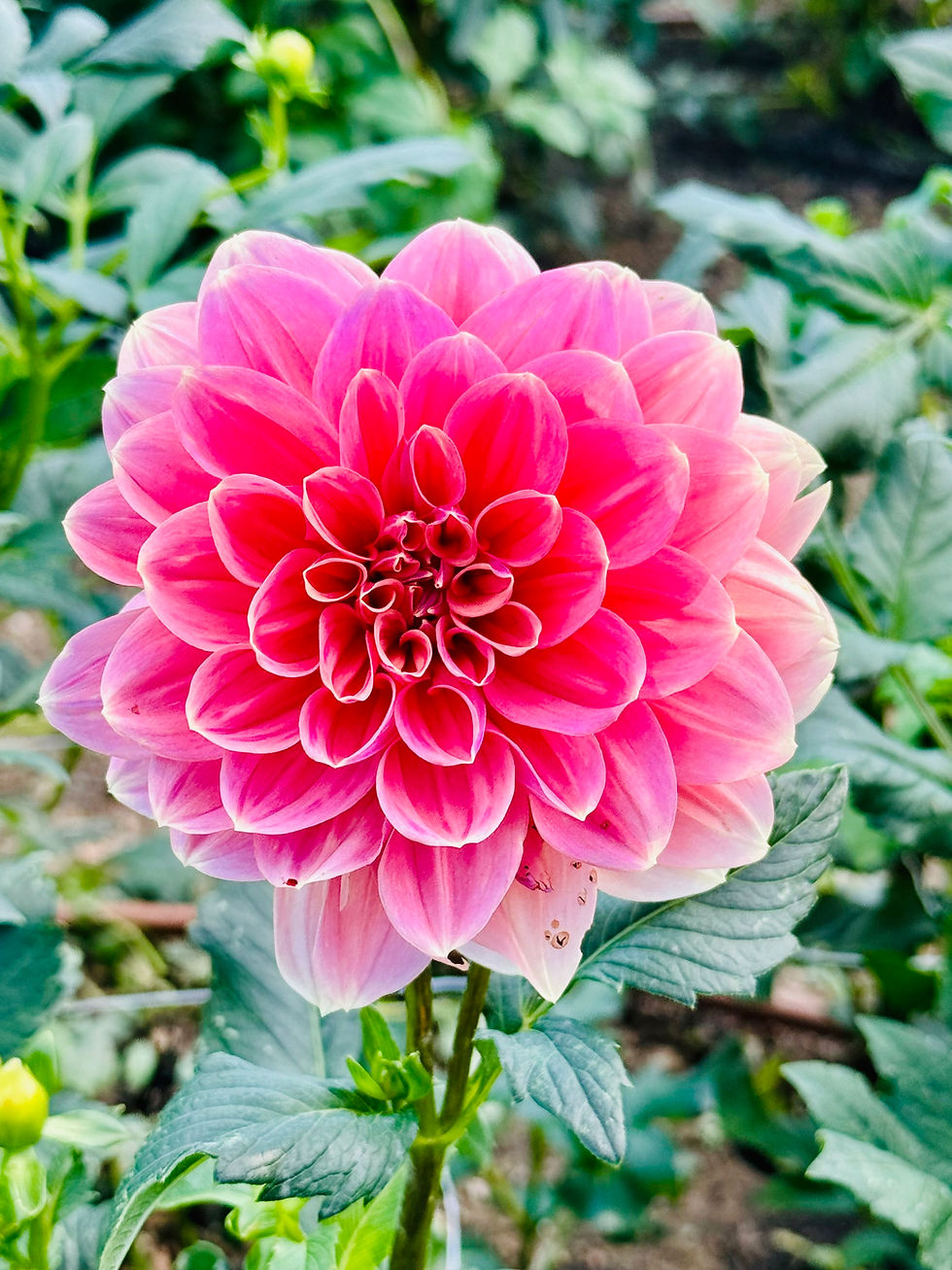Thumbnail: Dreamy Dahlia Floral Design: Sat., Oct. 3rd - 10am @The Freckled Flower Farm