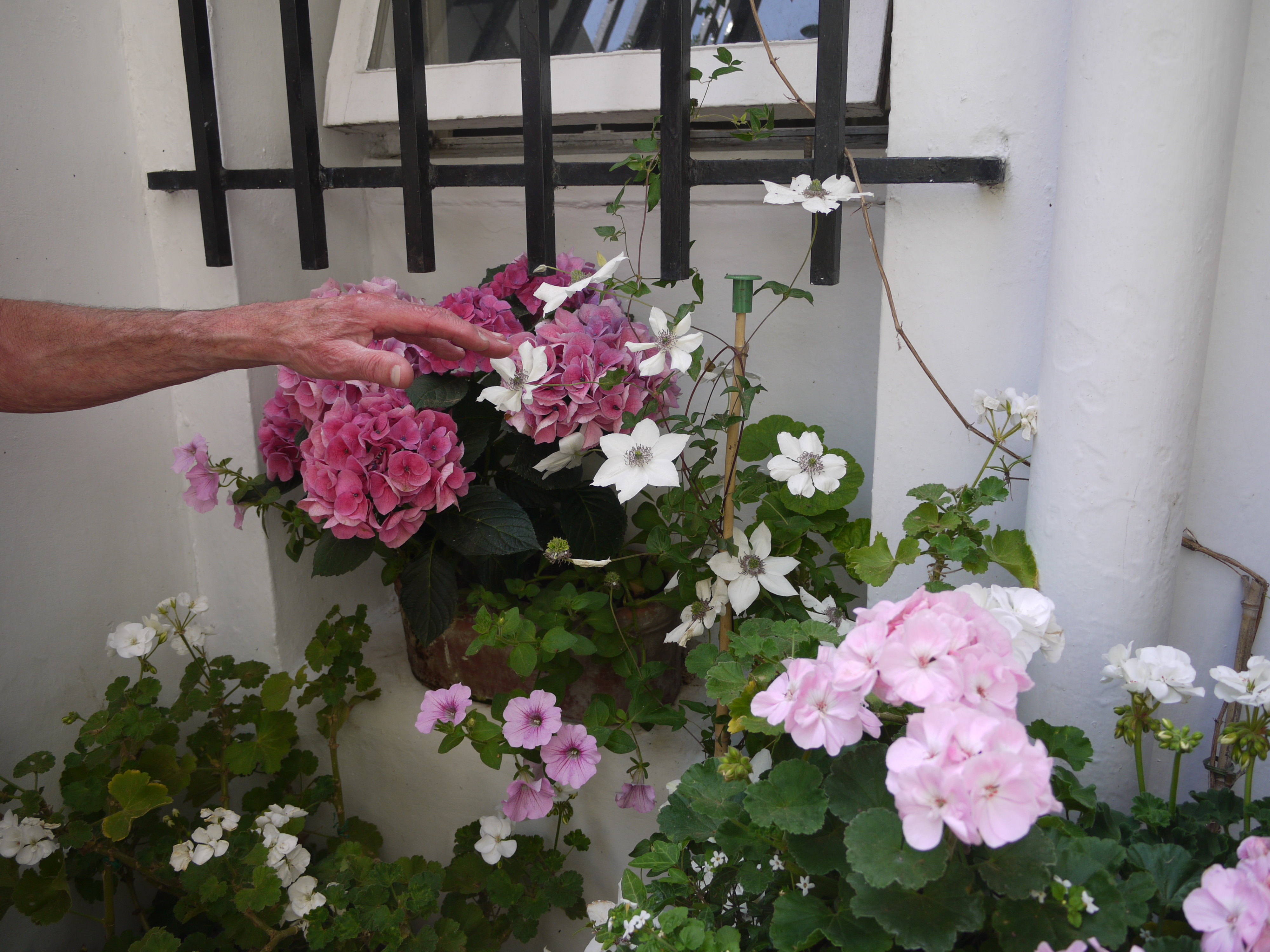 Norma's Front Garden