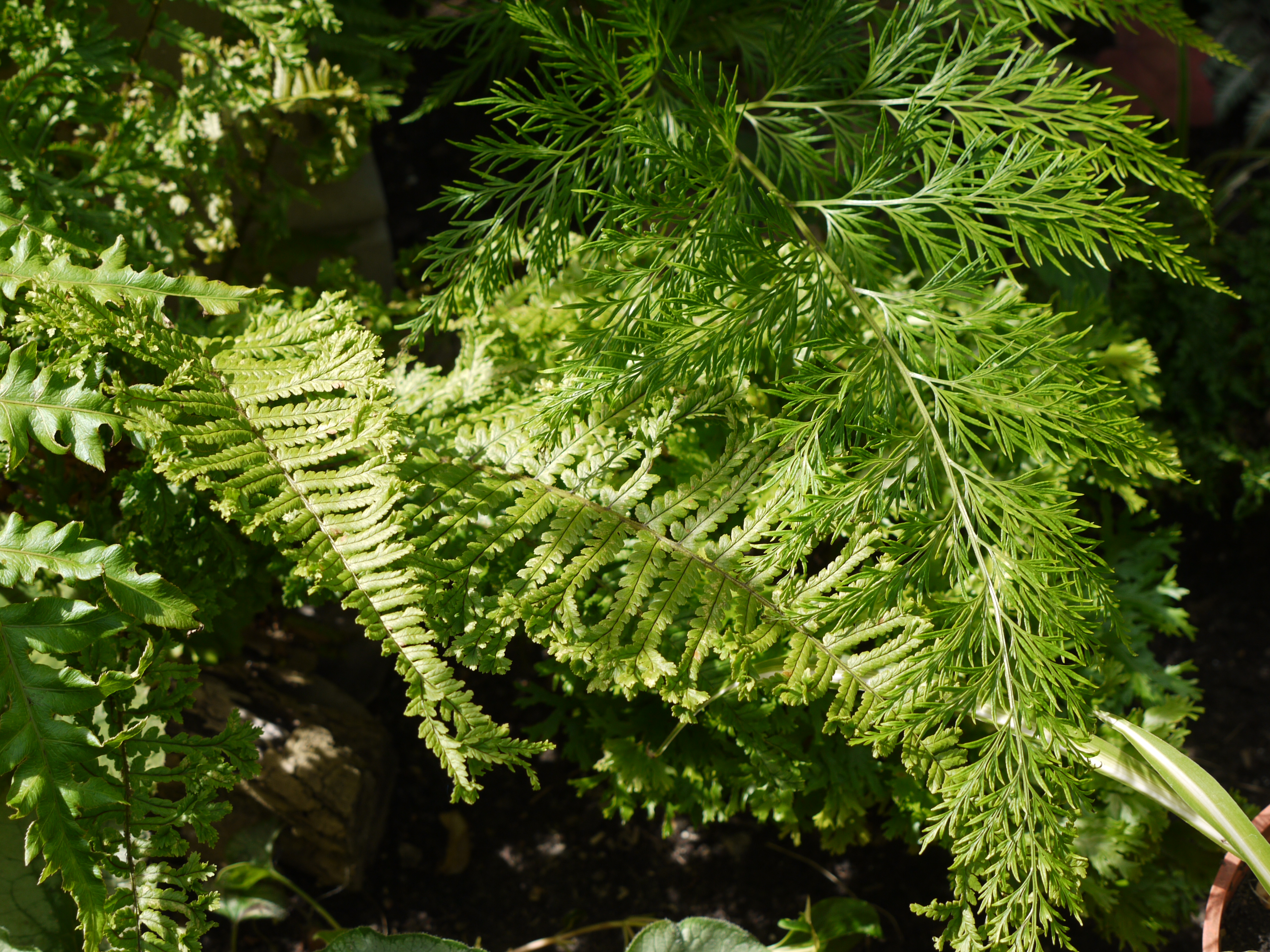 Ferns at Harvey's Front Garden