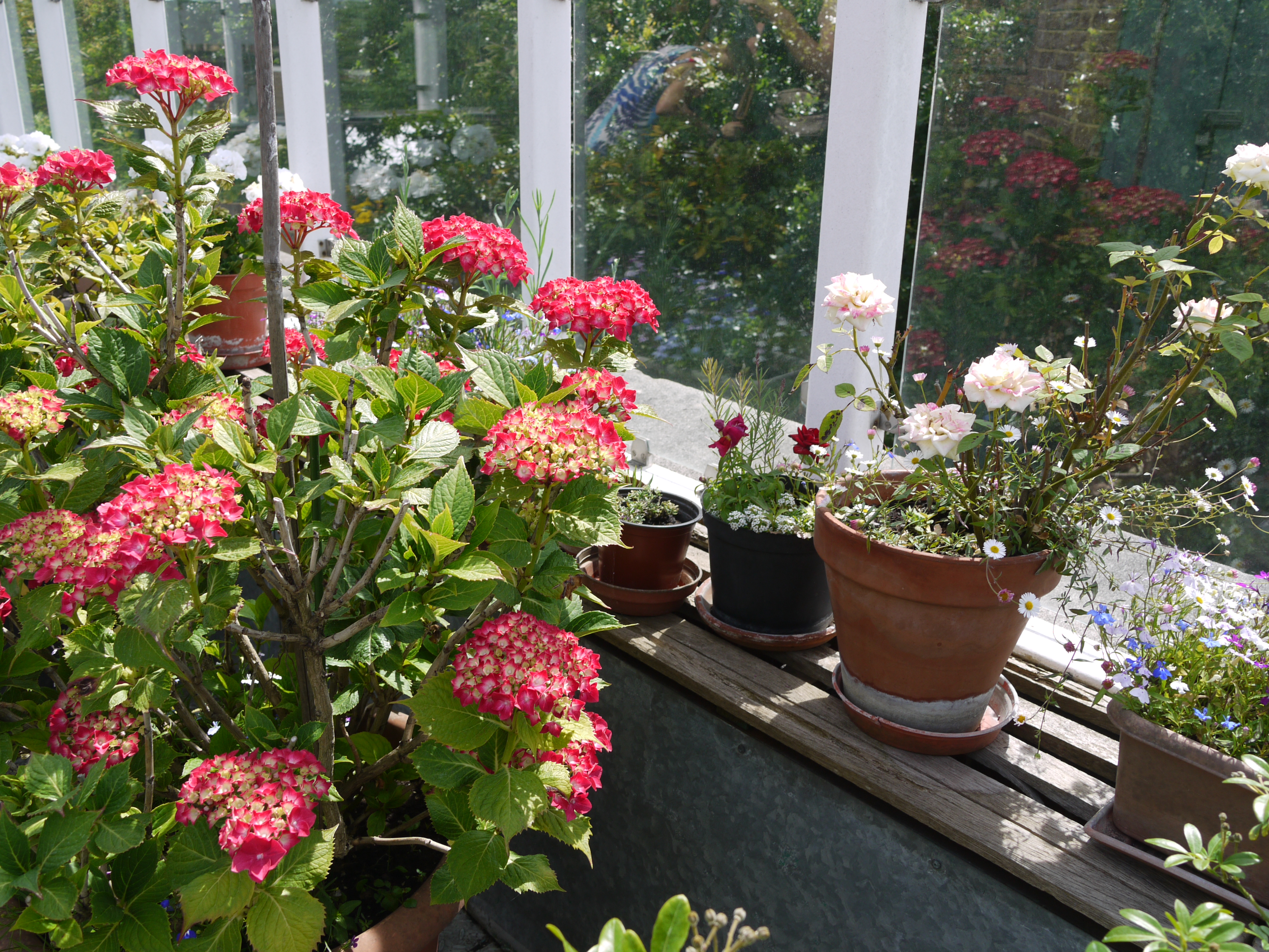 Roof Garden
