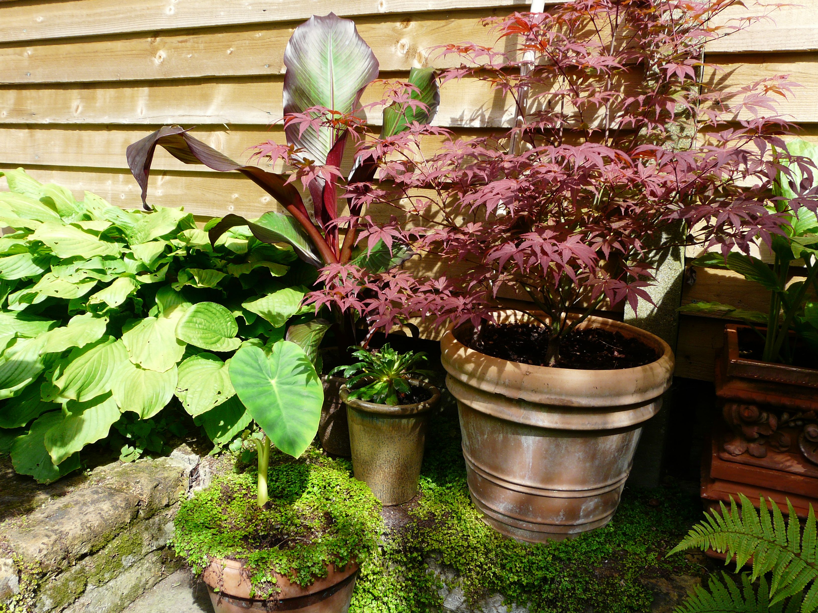 Fran's Acer and Hosta
