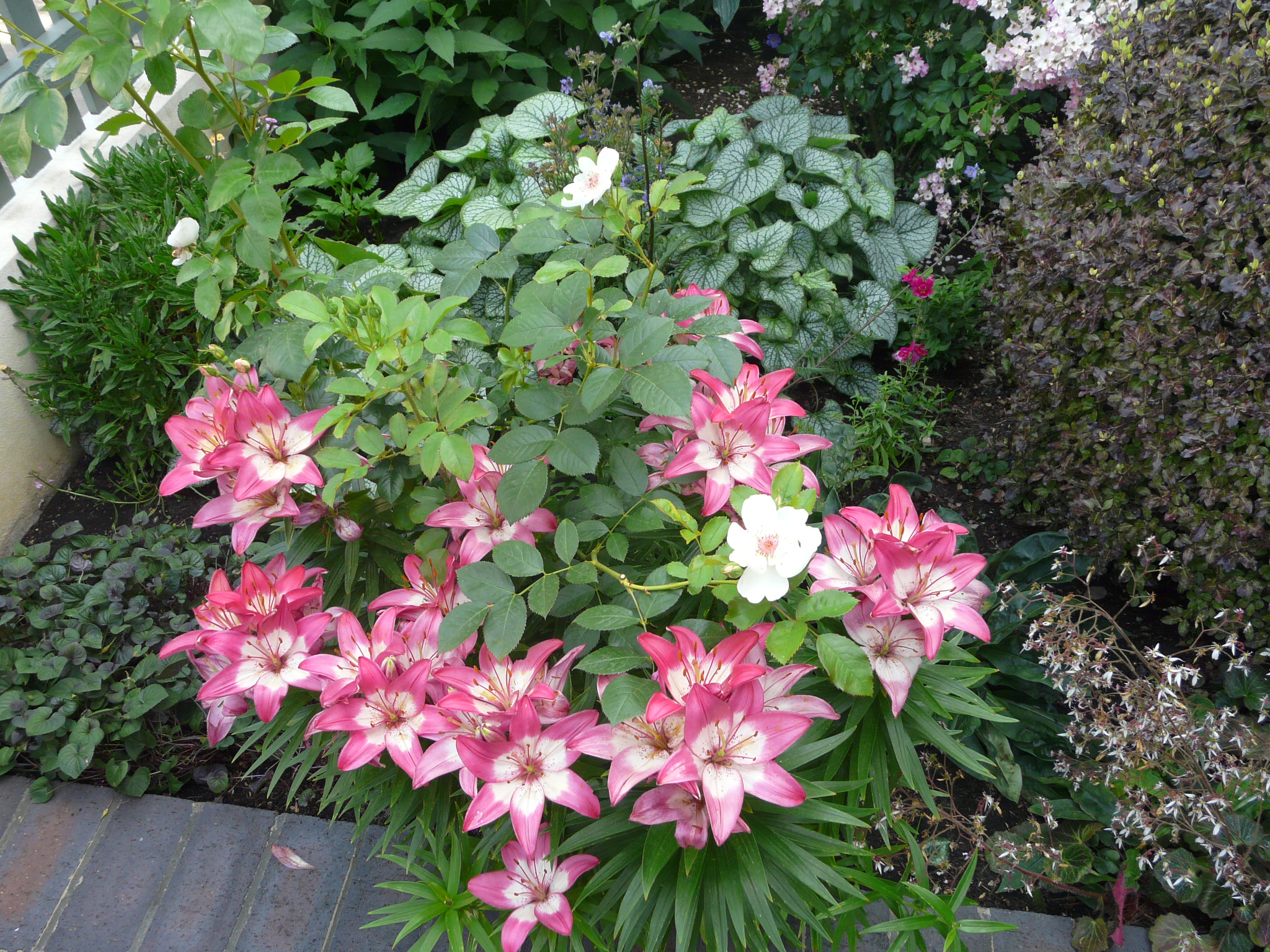 Jenny's Garden