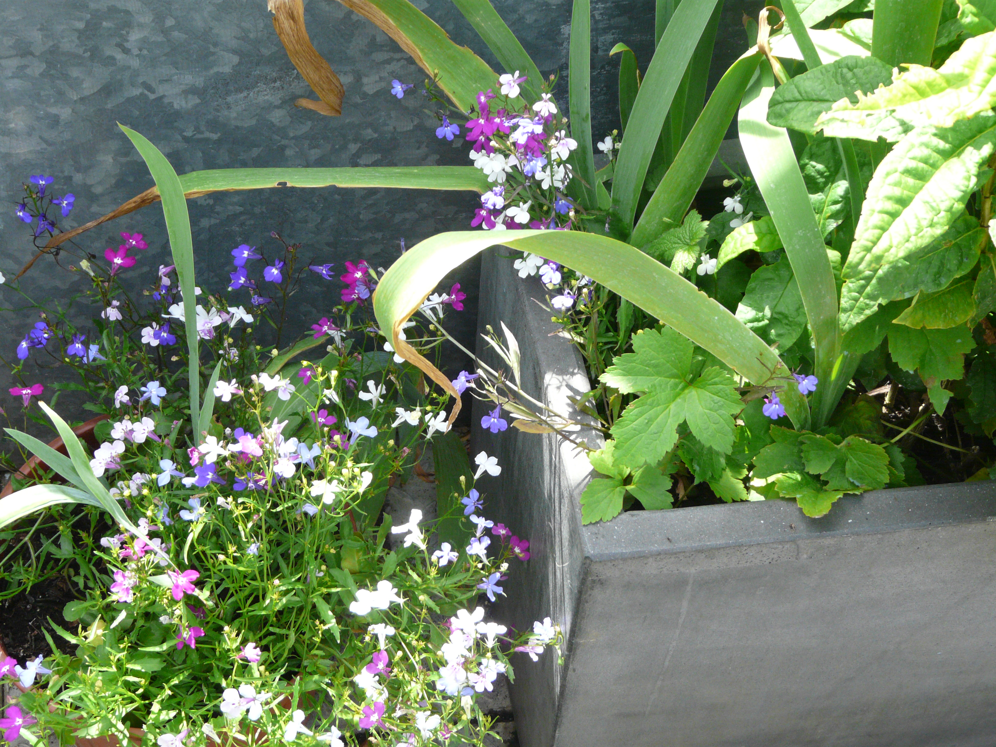 Susan's Roof Garden