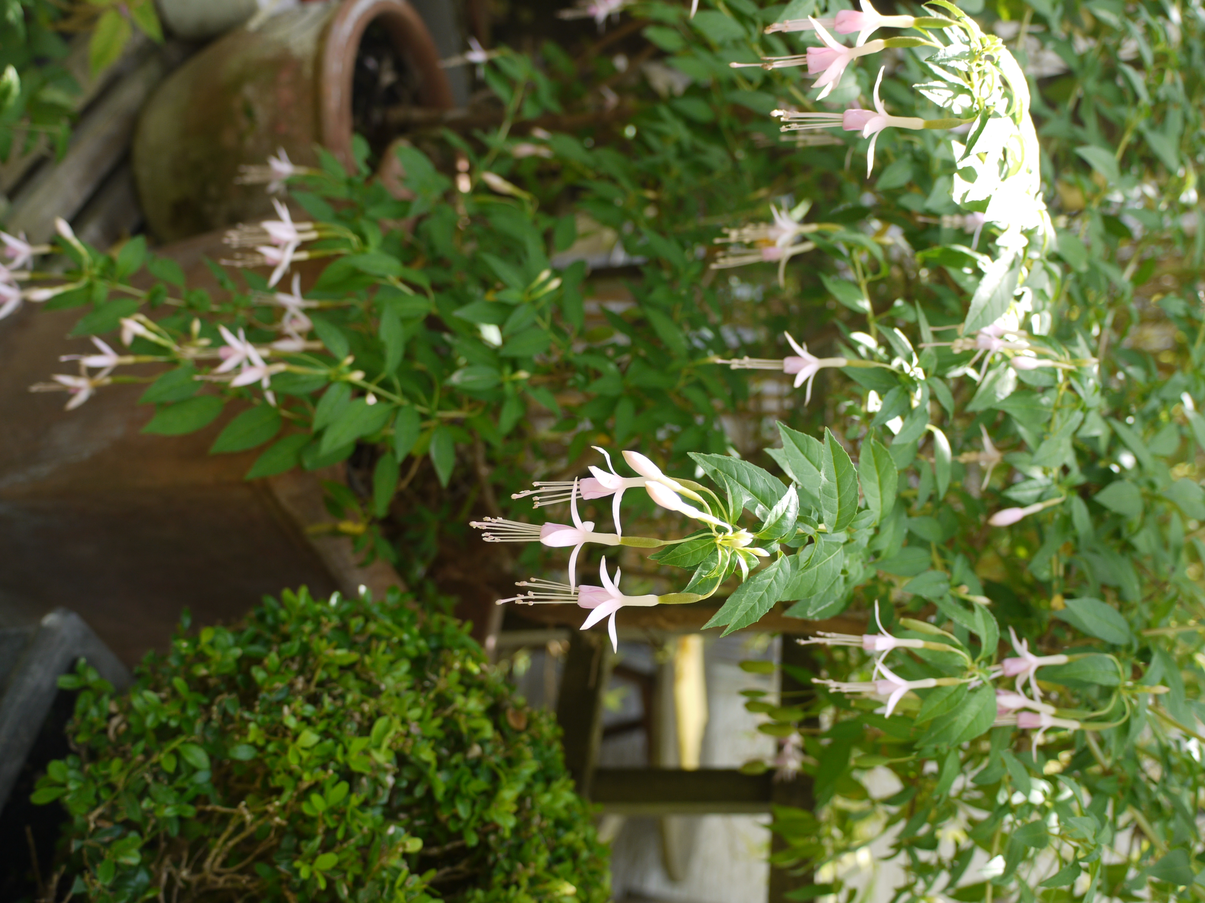 Peter's Fuchsia
